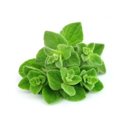 Oregano